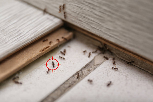 Best Pest Control Near Me  in Ossun, LA
