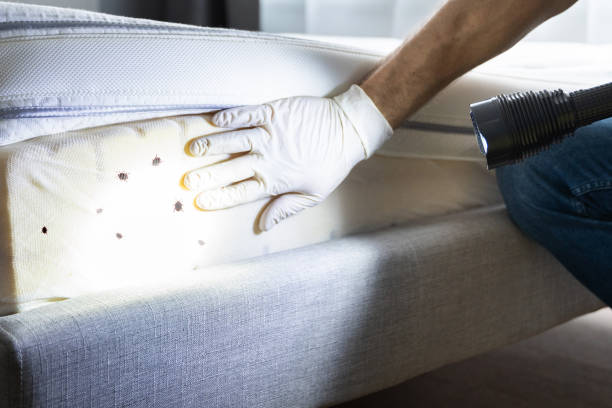 Best Bed Bug Extermination  in Ossun, LA