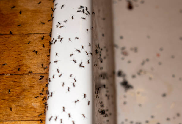 Best Commercial Pest Control Services  in Ossun, LA
