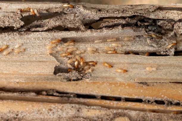 Best Pest Removal Services  in Ossun, LA