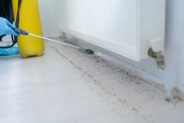 Best Flea Control Services  in Ossun, LA