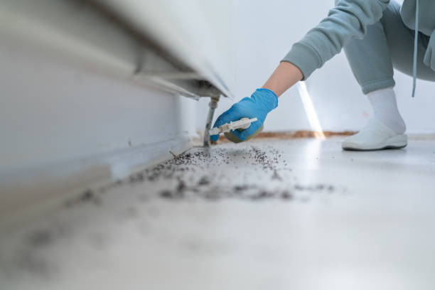 Best Cockroach Control Services  in Ossun, LA
