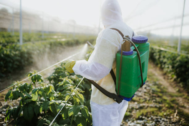 Best Wasp Removal Services  in Ossun, LA